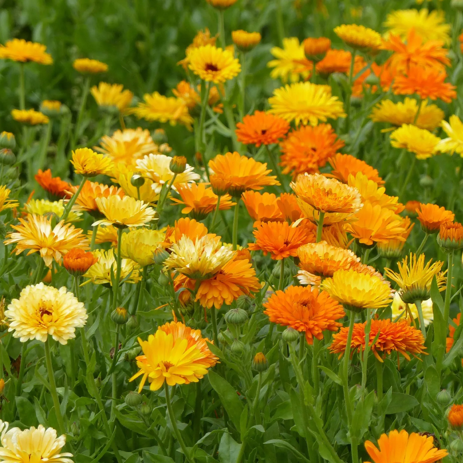 Doppelte Ringelblumen Mischungen - Essbare Blüten den Sommer lang