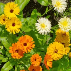 Doppelte Ringelblumen Mischungen - Essbare Blüten den Sommer lang
