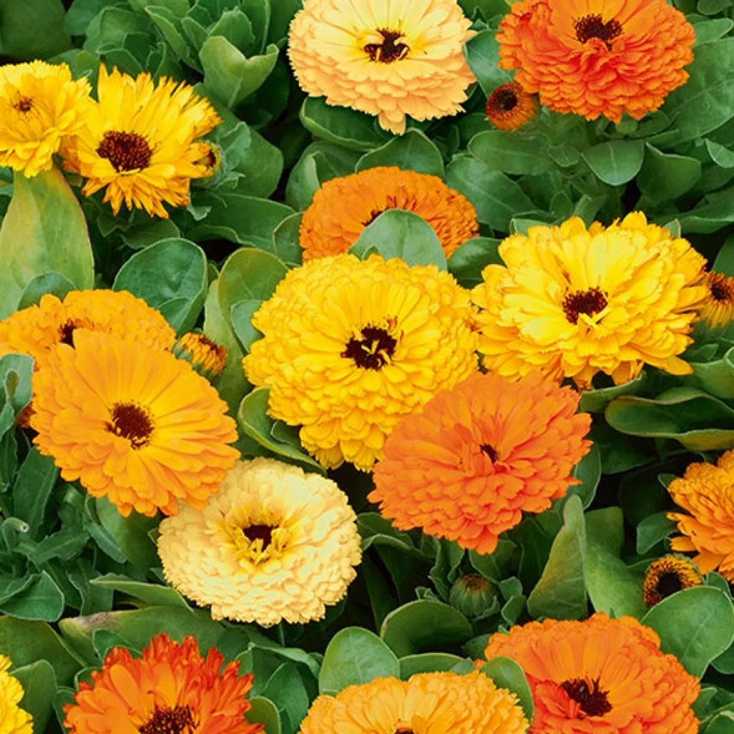 Doppelte Ringelblumen Mischungen - Essbare Blüten den Sommer lang