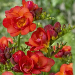 25 doppelte rote Freesien - Doppelt gefüllt, doppelt schön