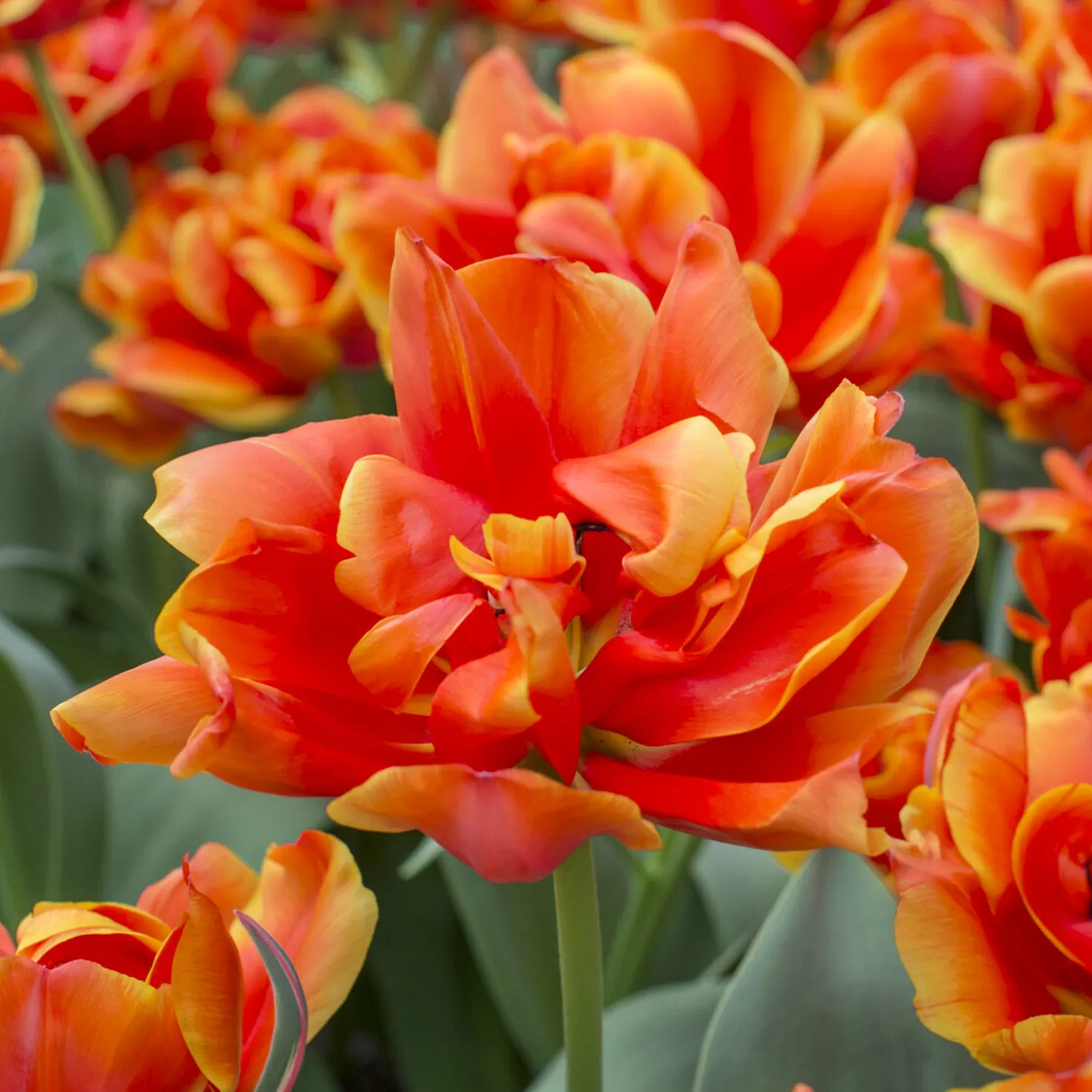 7 Doppelte Spätblühende Tulpen Queensday - Gefüllte Blüten wie Pfingstrosen