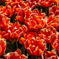 7 Doppelte Spätblühende Tulpen Queensday - Gefüllte Blüten wie Pfingstrosen