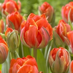 7 Doppelte Spätblühende Tulpen Queensday - Gefüllte Blüten wie Pfingstrosen