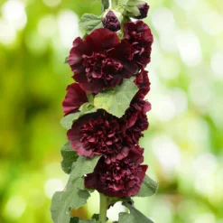 Doppelte Stockrose Chaters Purple - Blütentürme im Bauerngarten