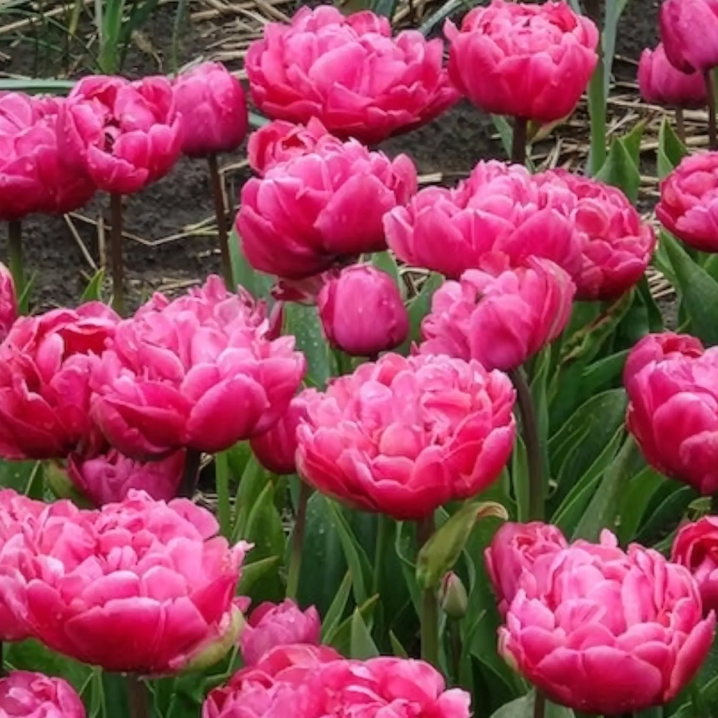 Doppelte Tulpen Amazing Grace - Gefüllte Blüten wie Pfingstrosen