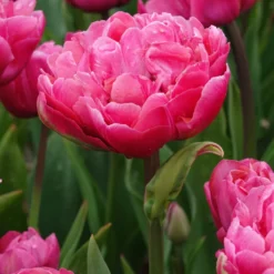 Doppelte Tulpen Amazing Grace - Gefüllte Blüten wie Pfingstrosen