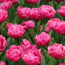 Doppelte Tulpen Amazing Grace - Gefüllte Blüten wie Pfingstrosen