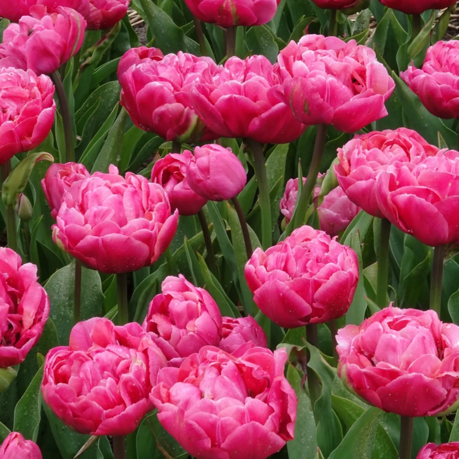 Doppelte Tulpen Amazing Grace - Gefüllte Blüten wie Pfingstrosen