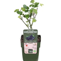Dornenlose Brombeere 'Black Satin' - Beeren pflücken ohne Kratzer