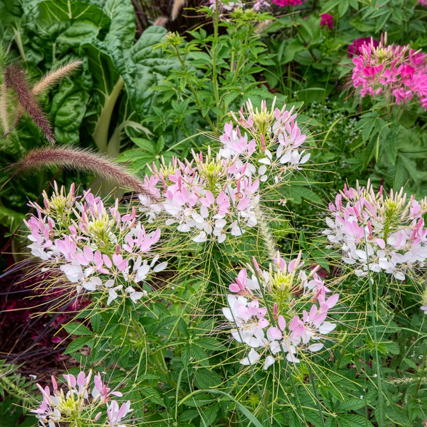 Dornige Cleome Rose Beauty - Rosa Blütenwolke im Nu