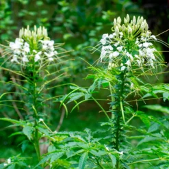 Dornige Cleome White Queen - Weiße Blütenwolke im Sommer