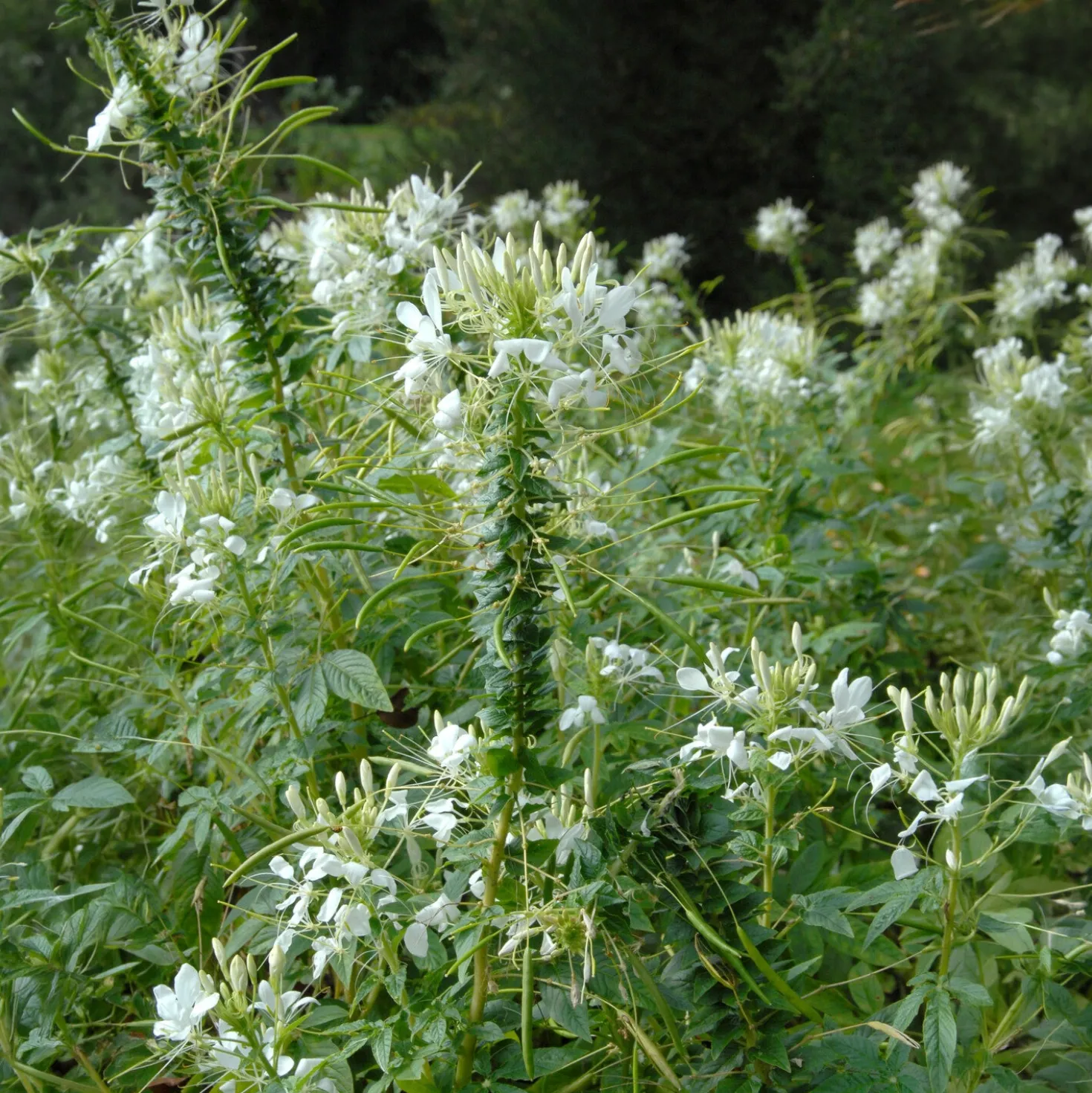 Dornige Cleome White Queen - Weiße Blütenwolke im Sommer