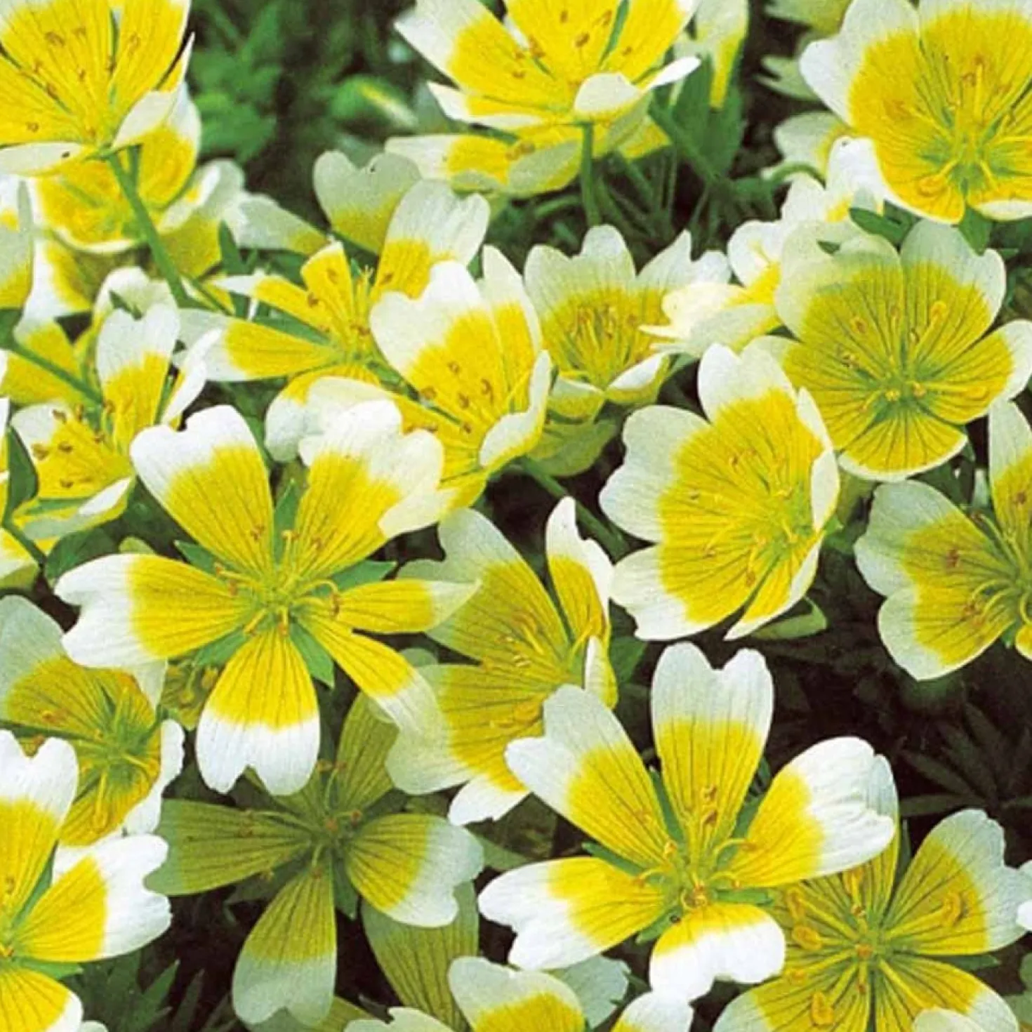 Douglas-Sumpfblume - Bienenmagnet für Sonnenplätze