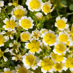 Douglas-Sumpfblume - Bienenmagnet für Sonnenplätze