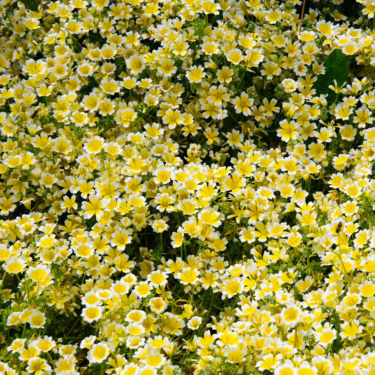 Douglas-Sumpfblume - Bienenmagnet für Sonnenplätze