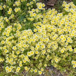 Douglas-Sumpfblume - Bienenmagnet für Sonnenplätze