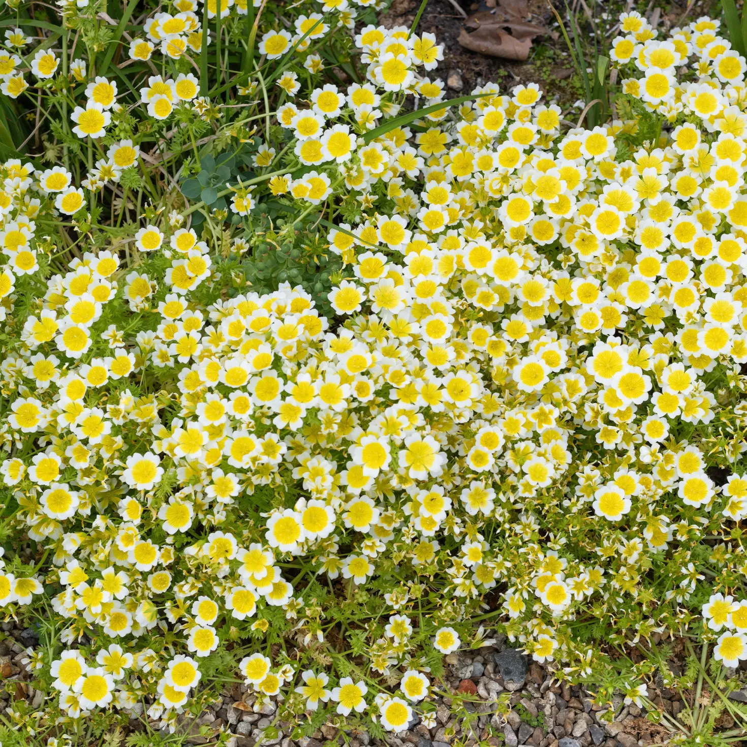 Douglas-Sumpfblume - Bienenmagnet für Sonnenplätze