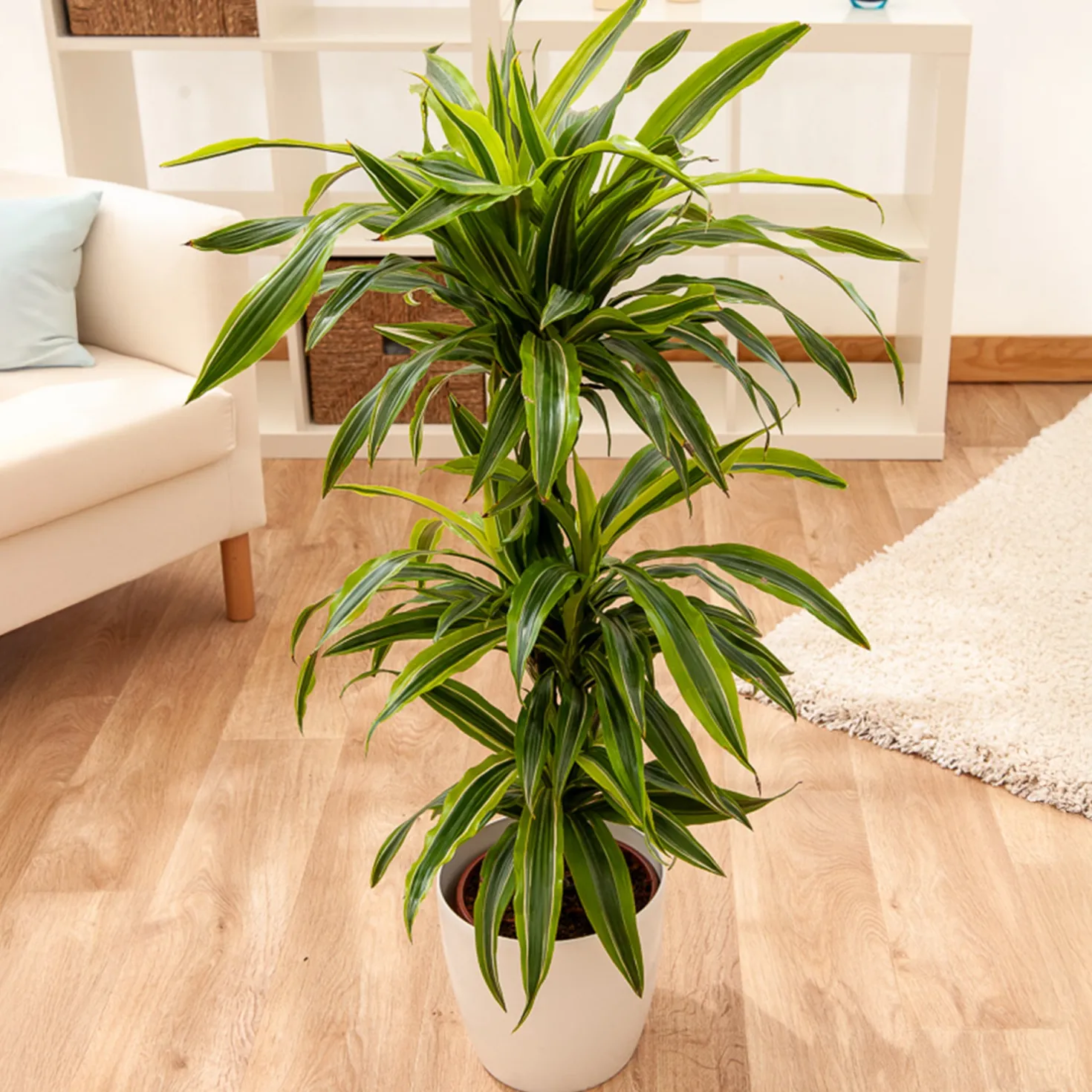 Dracaena 'Lemon Lime' (Zitronenlimone) - Frisches Grün, sofort schön