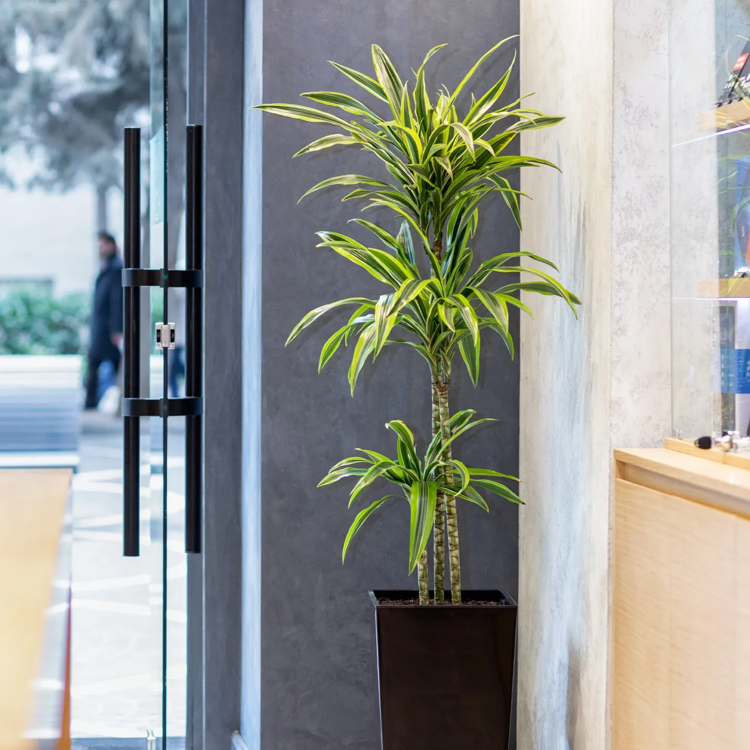 Dracaena 'Lemon Lime' (Zitronenlimone) - Frisches Grün, sofort schön