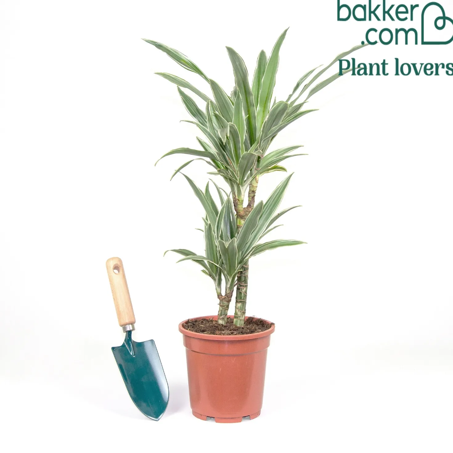 Dracaena Warneckei - Grafisches Grün ganz easy