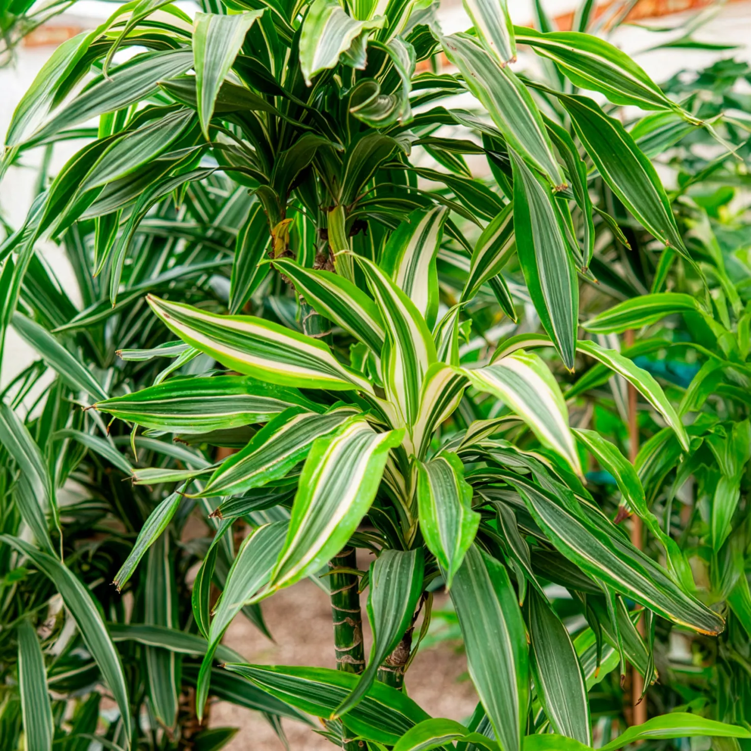 Dracaena Warneckei - Grafisches Grün ganz easy