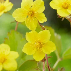 Dreiblättrige Waldsteinie - Grüner Teppich ohne Mühe