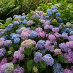 Dreifarbige Bauernhortensie - Drei Farben, ein Strauch