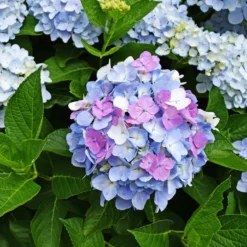 Dreifarbige Bauernhortensie - Drei Farben, ein Strauch