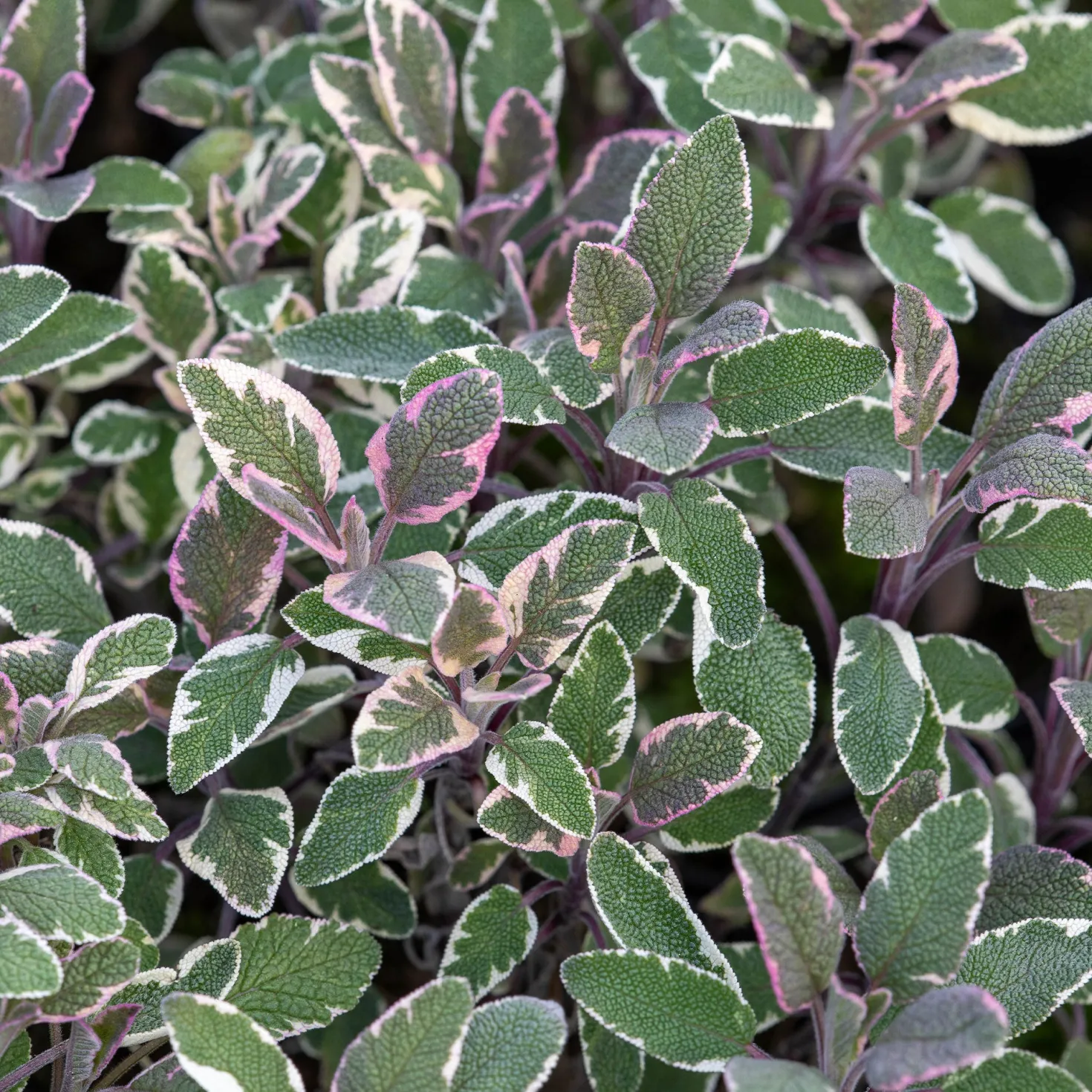 Dreifarbiger Garten-Salbei - Würze und Farbe im Beet