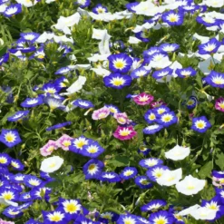 Dreifarbige Winde - Blaue Blüten den ganzen Sommer