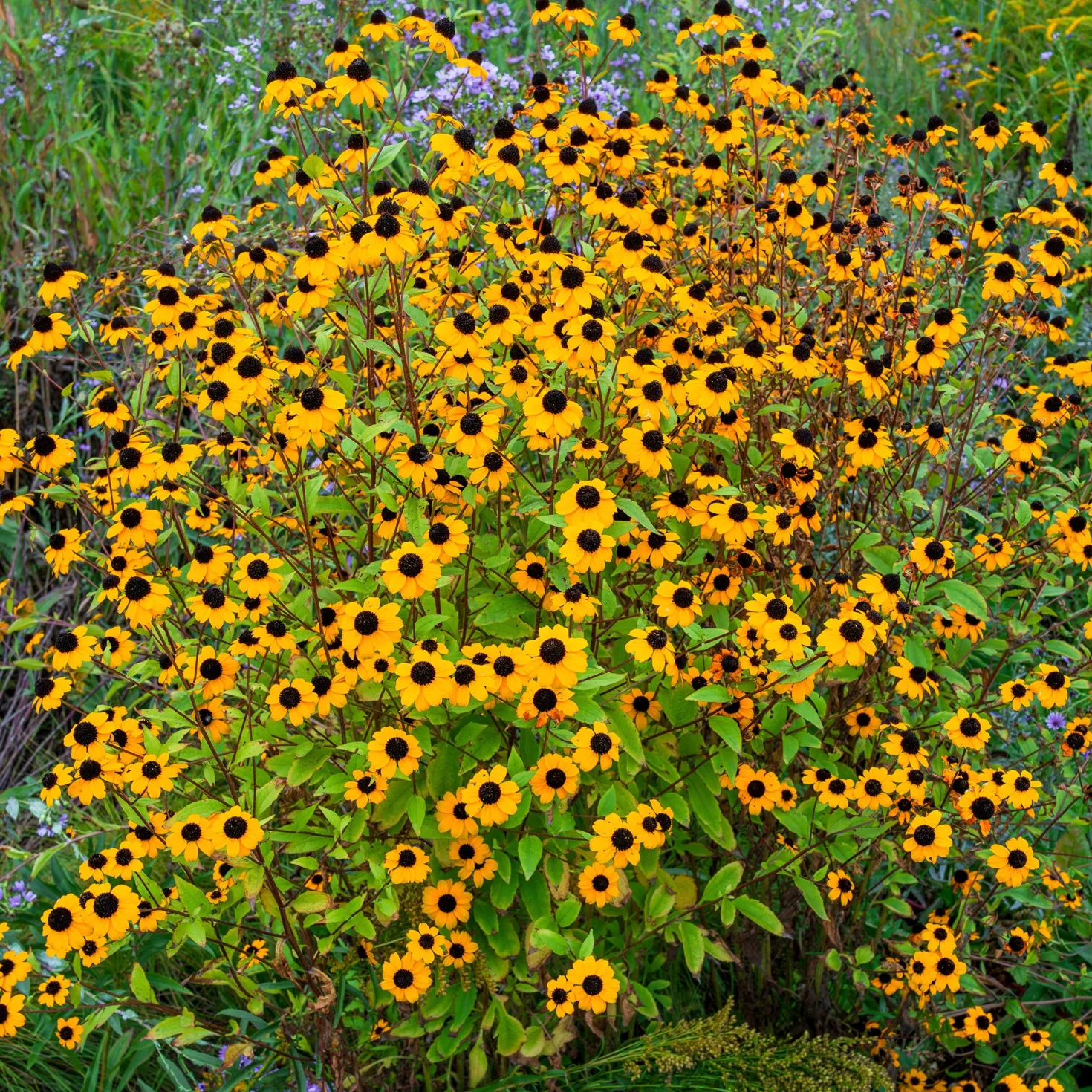 Dreilappiger Sonnenhut - Blütenmeer den ganzen Sommer