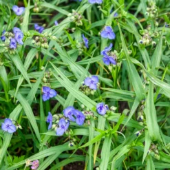 Dreimasterblume Sweet Kate - Goldlaub trifft Violettblüte