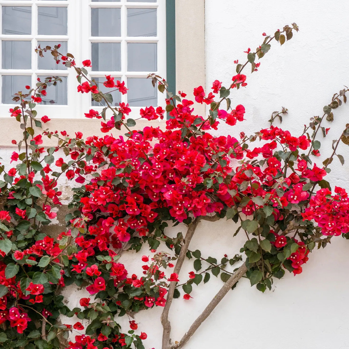 Drillingsblume rot - Mediterranes Flair für zuhause