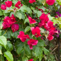 Drillingsblume rot - Mediterranes Flair für zuhause