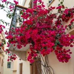 Drillingsblume rot - Mediterranes Flair für zuhause