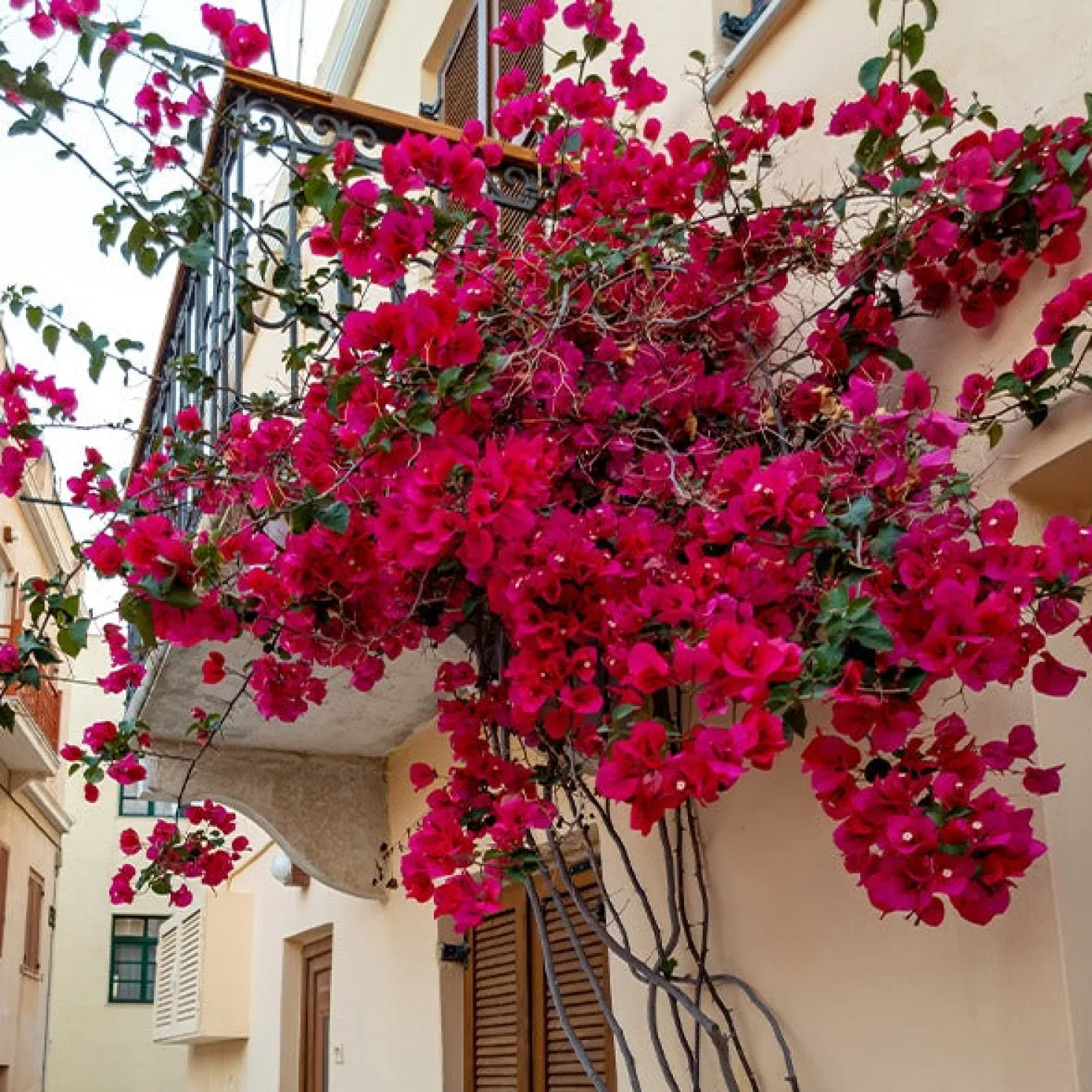 Drillingsblume rot - Mediterranes Flair für zuhause