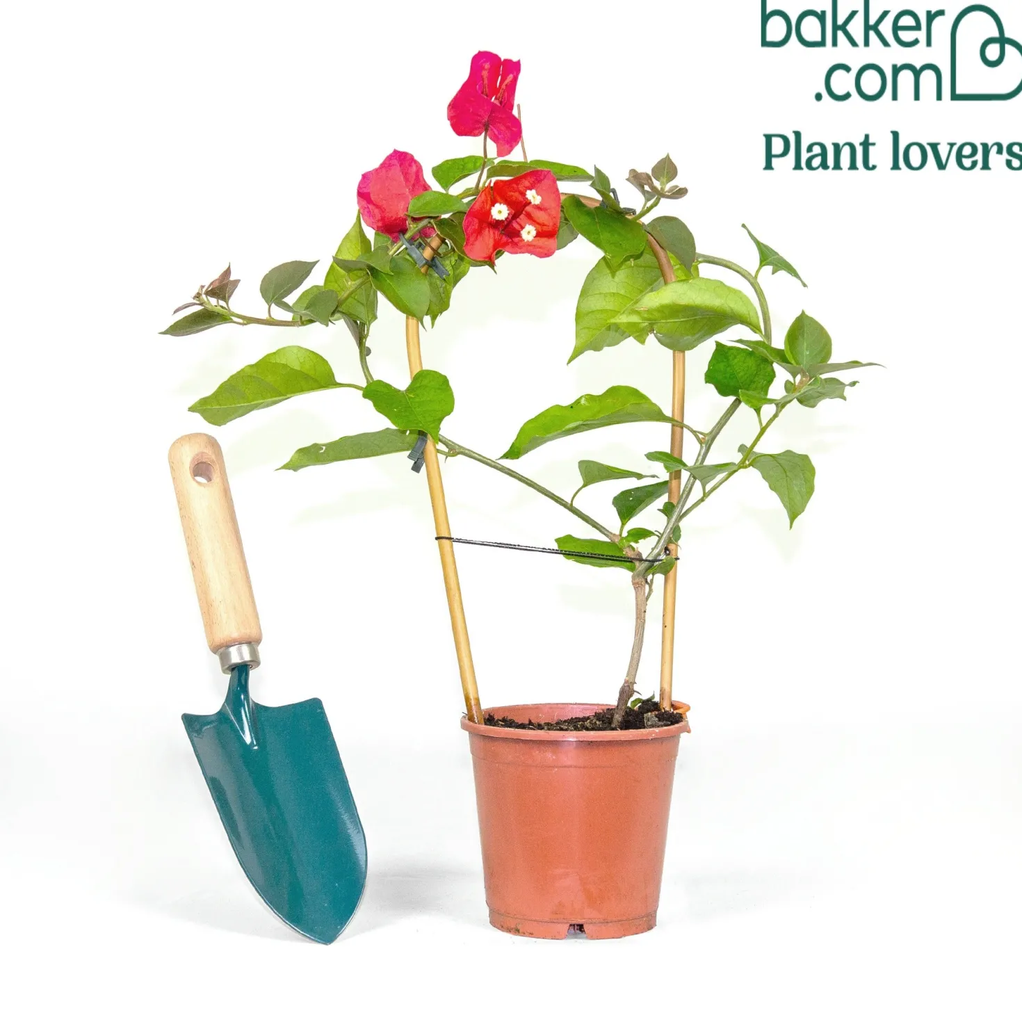 Drillingsblume rot - Mediterranes Flair für zuhause