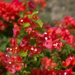 Drillingsblume rot - Mediterranes Flair für zuhause