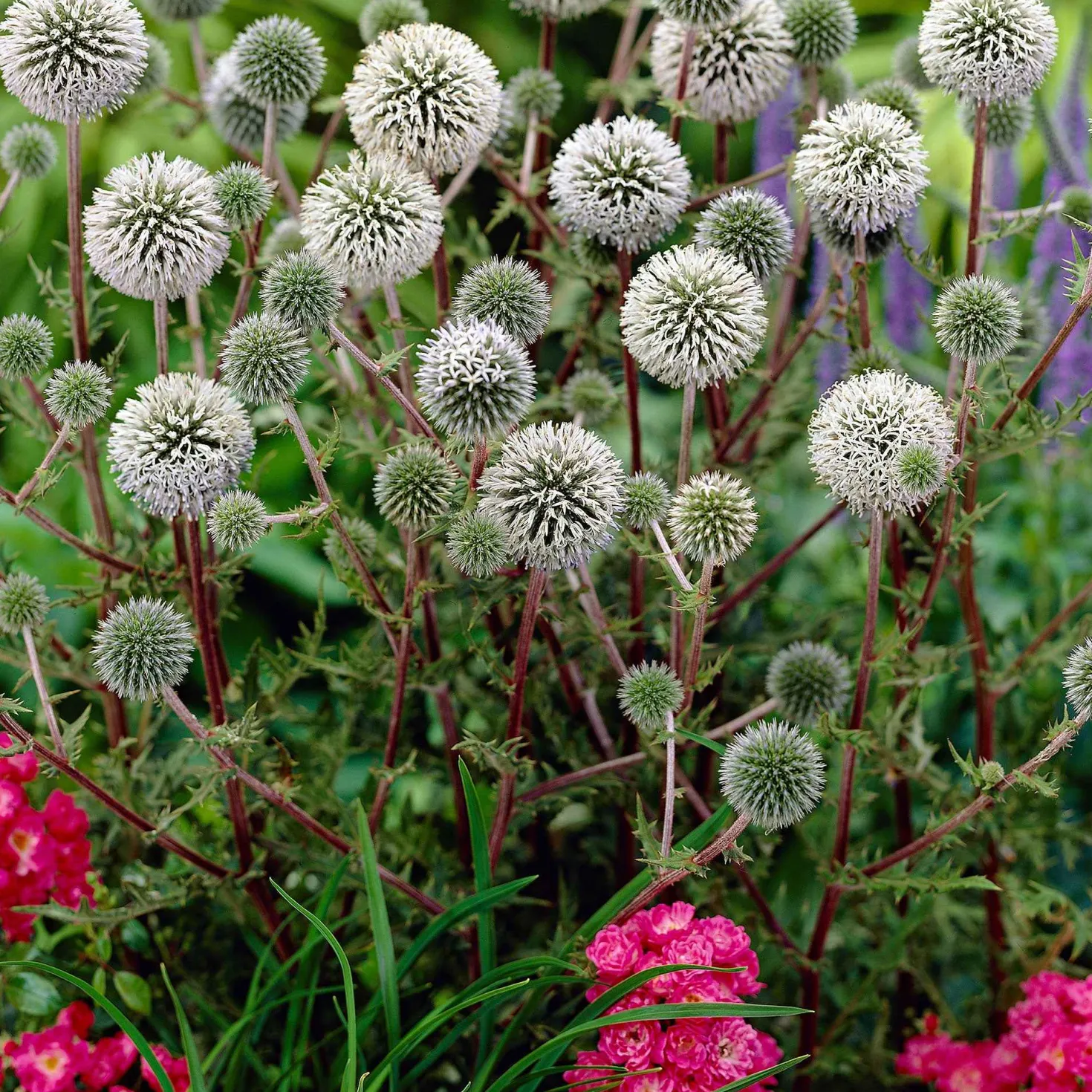 Drüsenblättriger Kugeldistel 'Arctic Glow' - Weiße Kugeln voller Bienen
