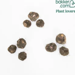 Duft-Begonien Mischung (x9) - Blüten die herrlich duften
