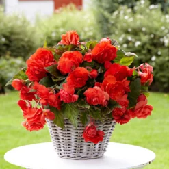 Duft-Begonie 'Red Glory' (x5) - Rote Blüten mit Duft