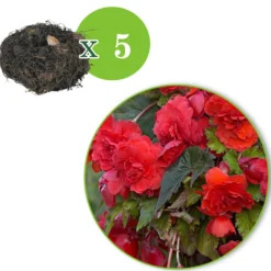 Duft-Begonie 'Red Glory' (x5) - Rote Blüten mit Duft
