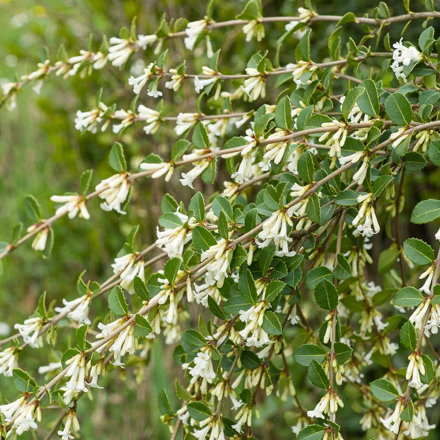 Duftblüte (Osmanthus delavayi) - Duftwolke für den Garten