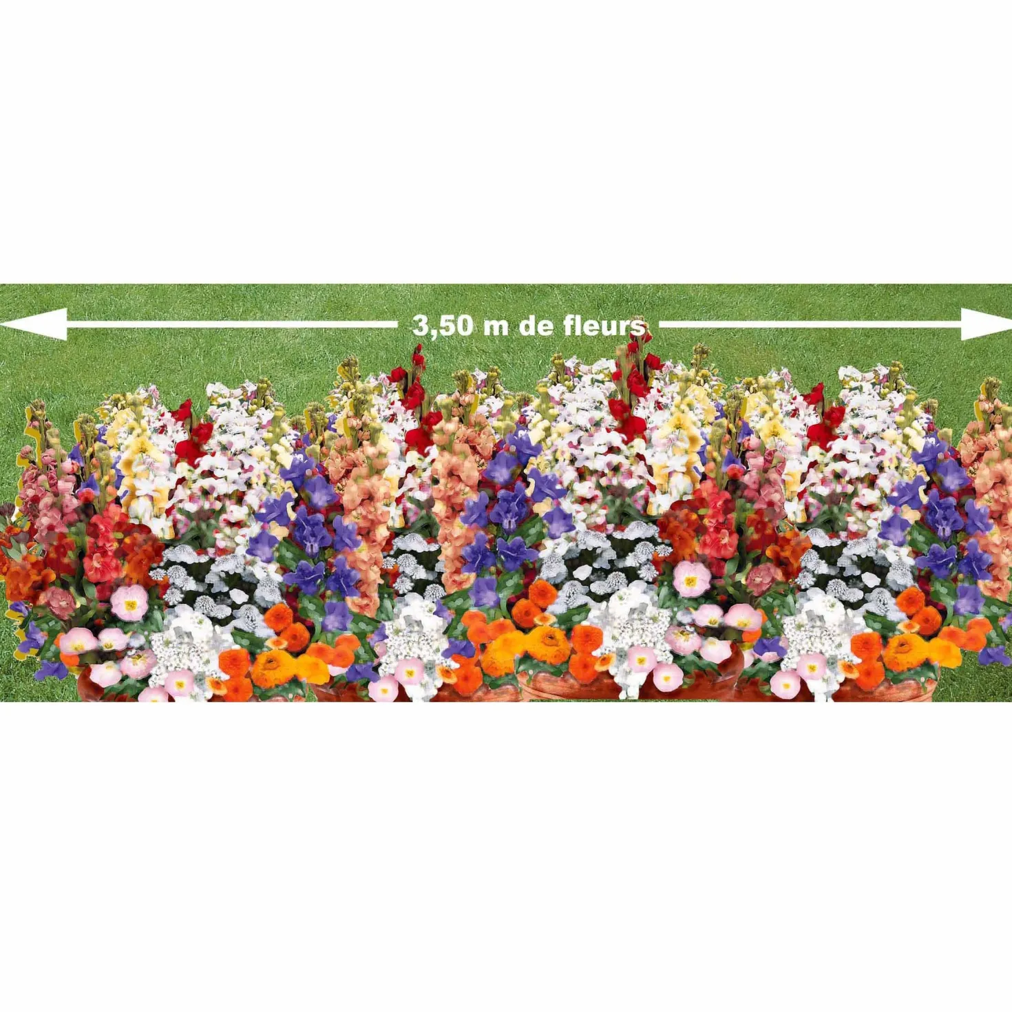 Duftende Blumenmischung - Bunte Blüten voller Duft