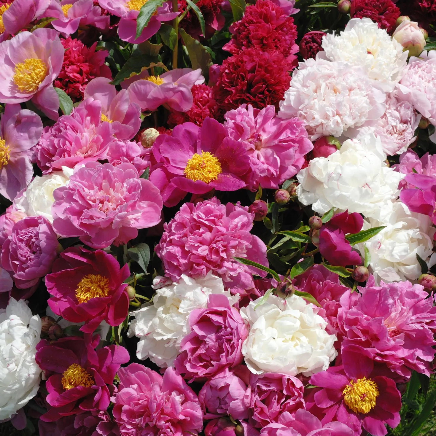 Duftende Pfingstrosen (1 rot + 1 rosa + 1 weiß) (x3) - Ein Blütenmeer in 3 Farben