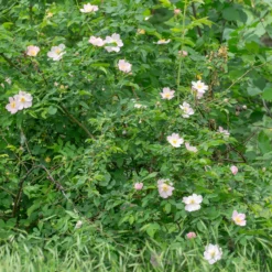 Duftende Wildrose - Duft und Bienen im Garten