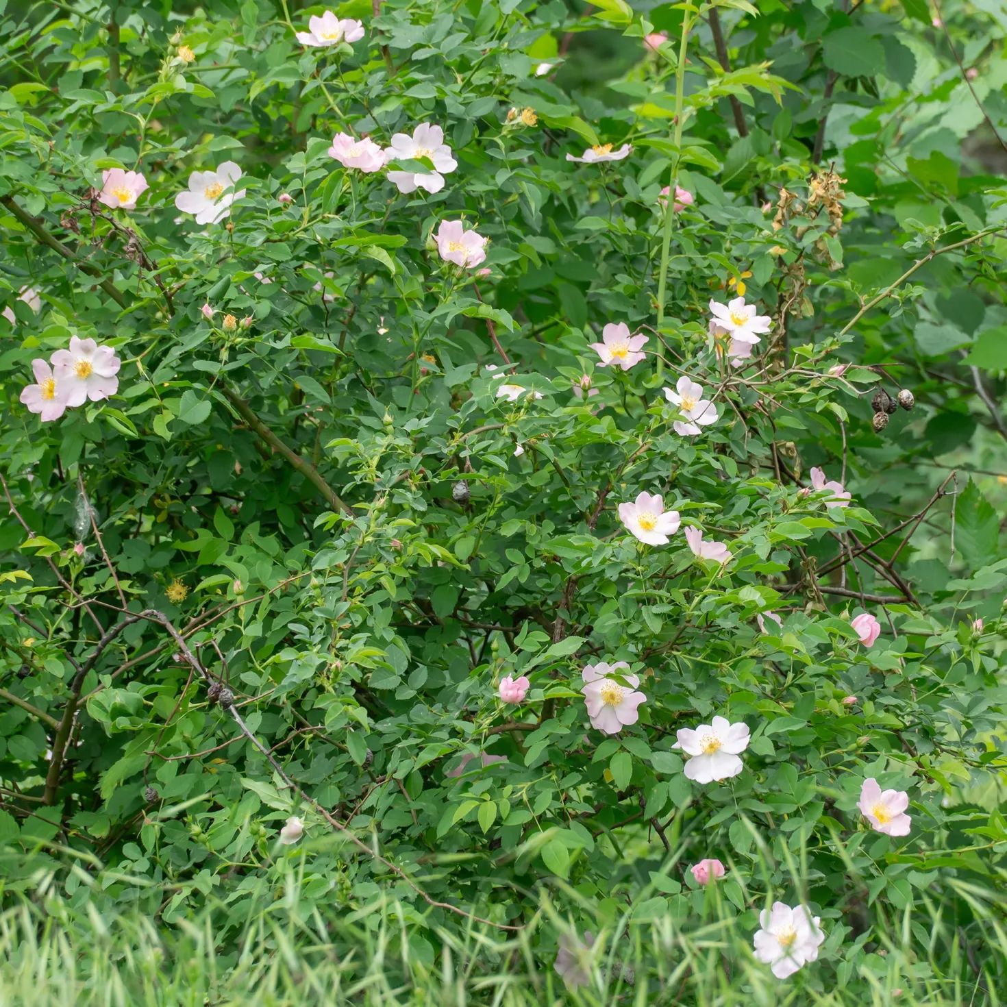 Duftende Wildrose - Duft und Bienen im Garten
