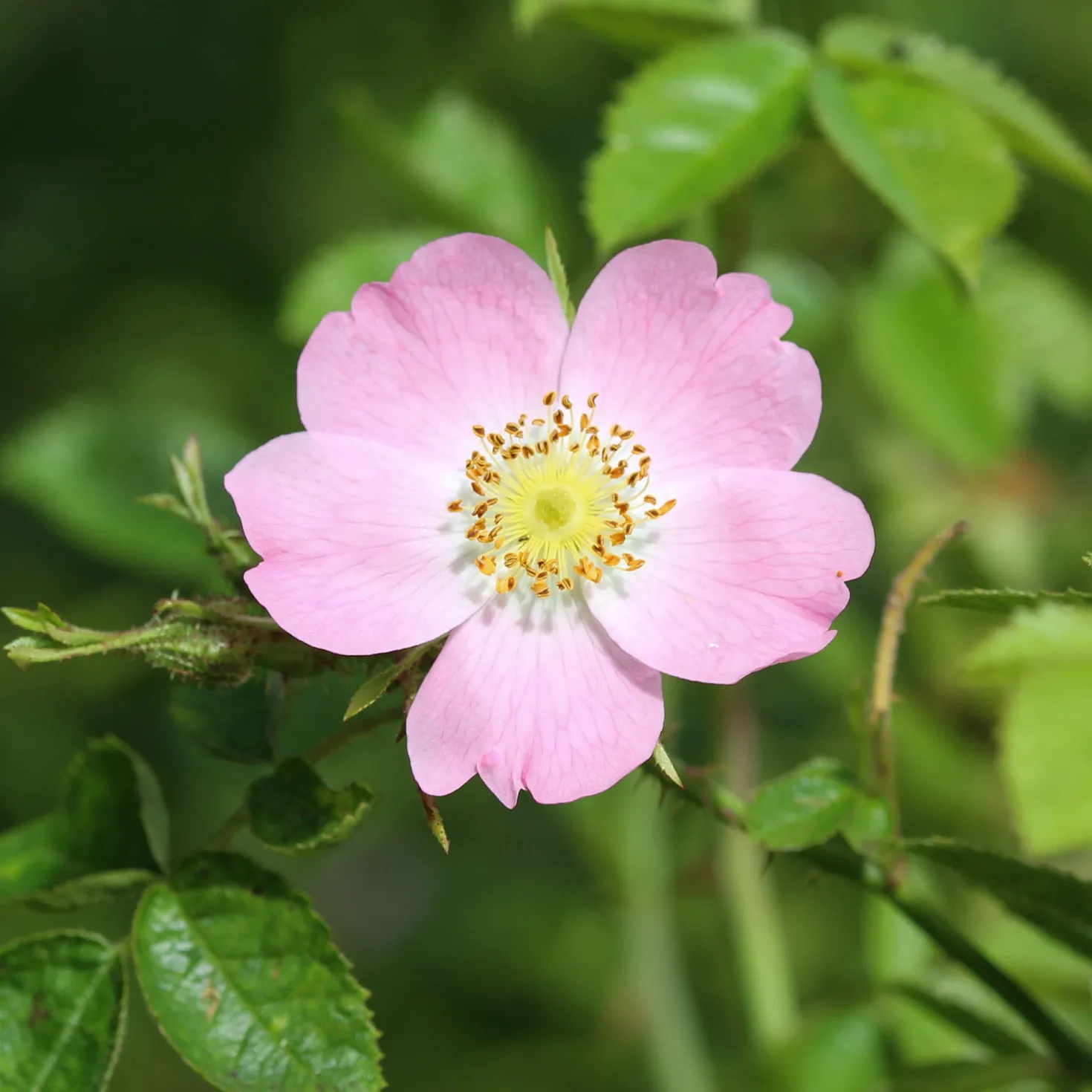 Duftende Wildrose - Duft und Bienen im Garten