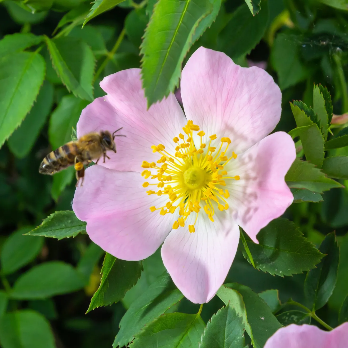 Duftende Wildrose - Duft und Bienen im Garten