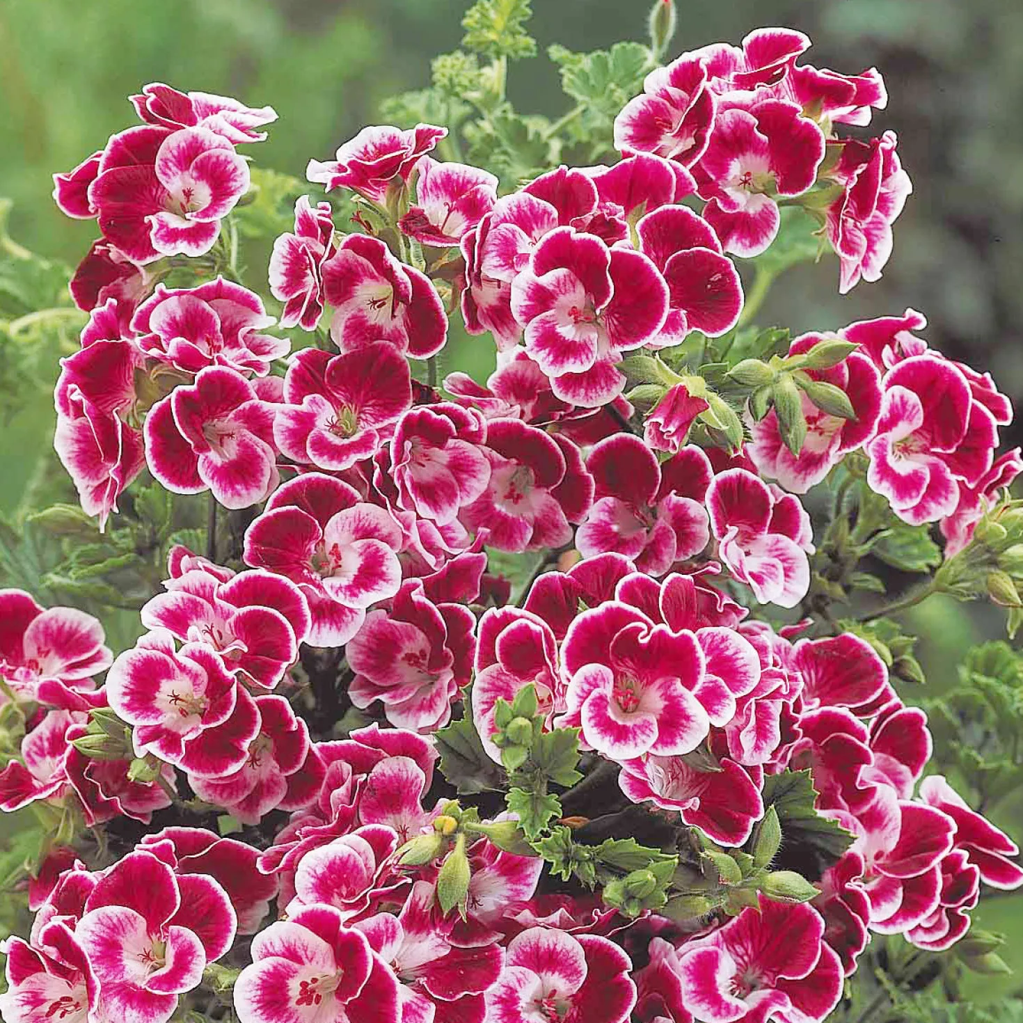 Duftgeranie Pansy (x3) - Blüht und duftet den ganzen Sommer